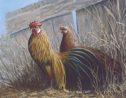 Cockerels D 10 x 8 - 156