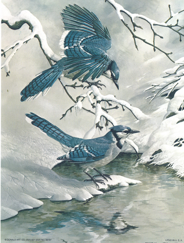 Birds 33 Print Size 8 x 6 - 1561