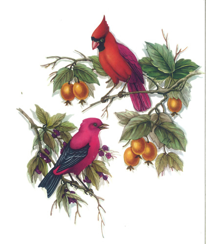 Birds 35 Print Size 8 x 6 - 1565