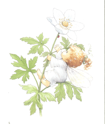 Morehead Blossomtots 3 5 x 4 - 1705