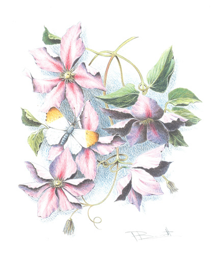 set of 6 Prints Bennett Florals 1 - 2038