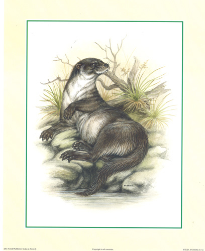 Otters size 10 x 8 - 209