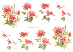 Pink Roeses - 218150