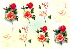 Pink And Red Roses - 218178