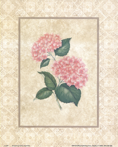 Hydrangia 1266 Print Size 10 x 8 - 2359
