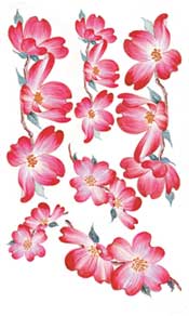 Dogwood - 246JAC