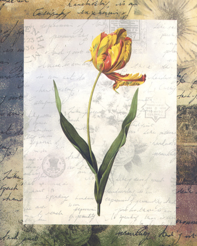 Tulip 186 Print Size 10 x 8 - 2487