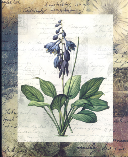 Hemerocallis 183 Print Size 10 x 8 - 2491