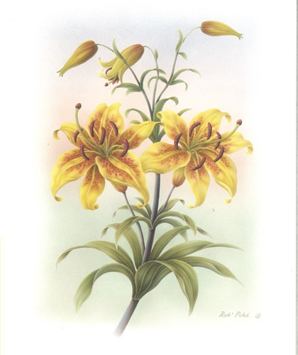 Lilies A - 2937