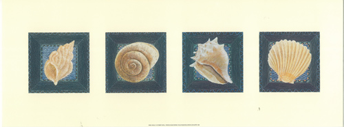 Shells 6 x 16 - 2986