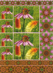 Echinacea A4 Card - 32427