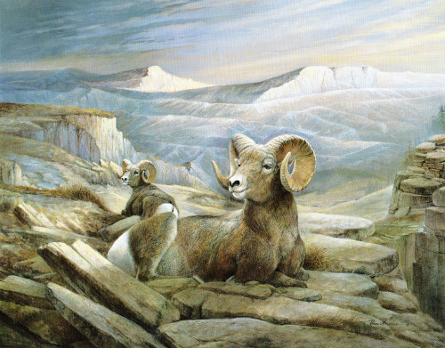 Ram 51713 Print Size 10 x 8 - 3614