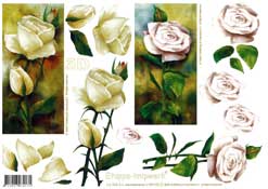 Pink and Cream Rose - 4169160