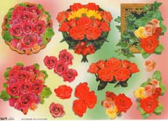 Roses - 504030