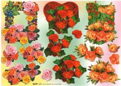 Red Orange Pink Roses - 504031