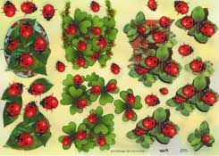 Lady Bugs - 504118