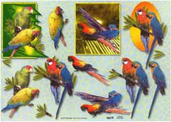 Parrots - 504162