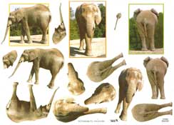 Elephants - 504181