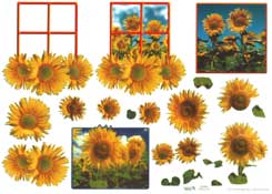 Sunflowers - 504237