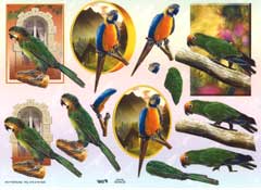 Parrots - 504430
