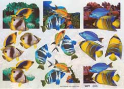 Tropical Fish - 504450