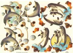 Dophin And Shells - 504694