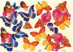 Butterflies - 504697