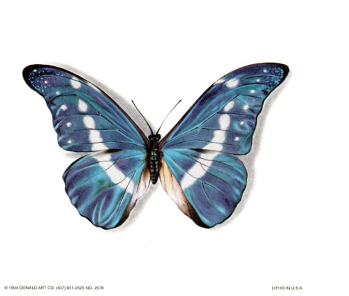 Blue Butterfly Print Size 8 x 6 - 570