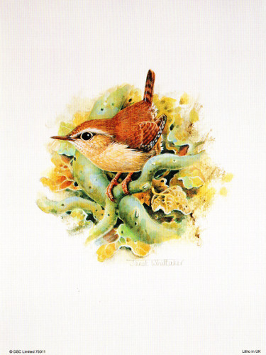 Wren 75011 Print Size 8 x 6 - 591