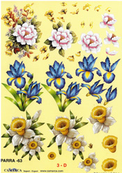 Irieses and Daffoldils - 625063