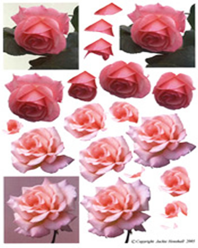 Pink Roses - 425402