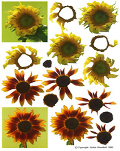 Sunflowers - 425403