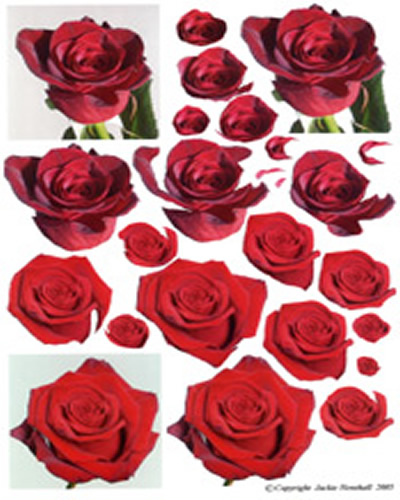 Red Roses - 425404