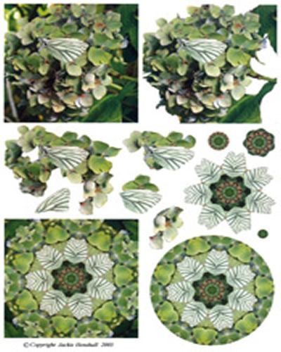 Butterflies - 425408