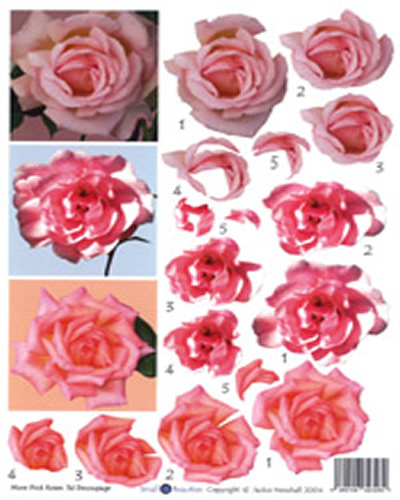 Pink Roses - 425412