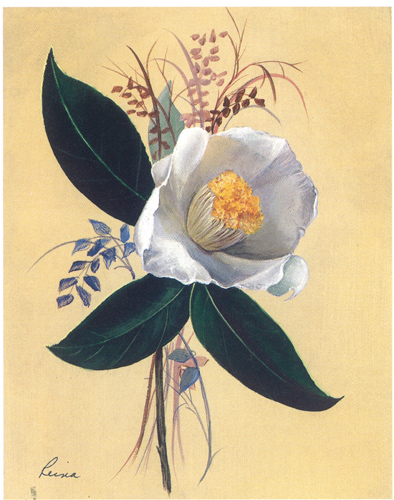 Reina Camellia Japonica 2 5 x 4 - 702B