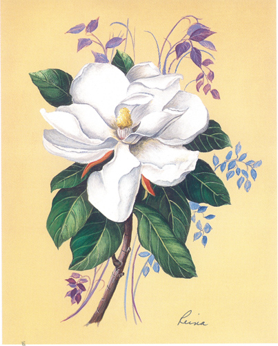 Reina Magnolia 5 x 4 - 706B