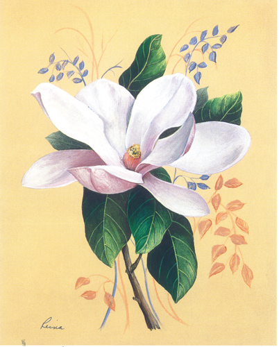 Reina Magnolia 5 x 4 - 707B