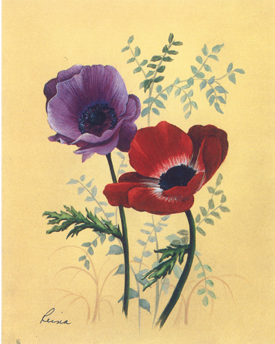Reina Poppy Anemone 1 5 x 4 - 709B