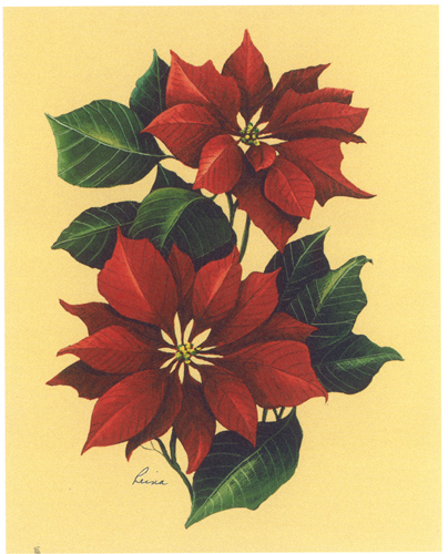 Reina Christmas pionsettas 5 x 4 - 714