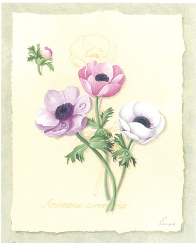 Reina Anemone 11 - 716