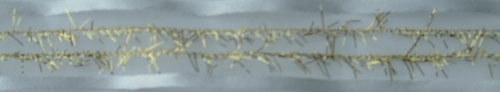 1 mitre of White Satin edge Ribbon with gold trim - 7606