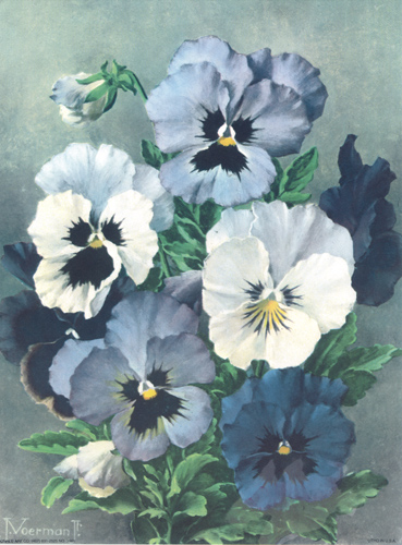 Pansies 9 x 12 - 803