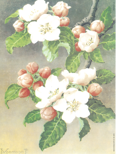Apples Blossom 9 x12 - 804