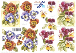 Pansies - 8215179