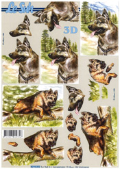 German Shepard - 8215202