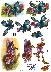 Butterflies - 821554
