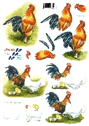 Cockerels - 821556