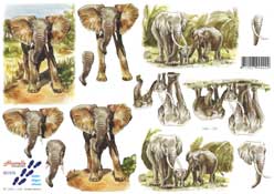 Elephant - 821576