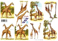 Giraffe - 821580